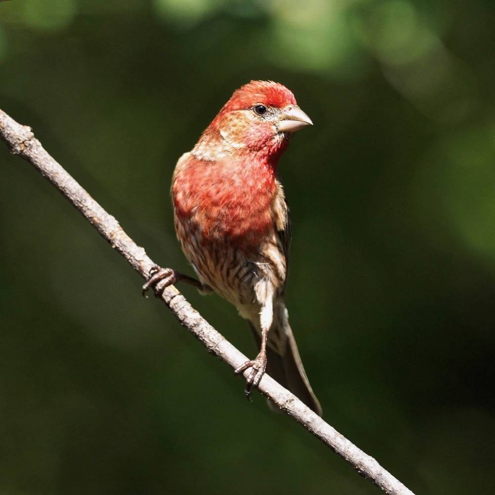 House Finch by @Michael is licensed under CC BY-NC-ND 2.0
